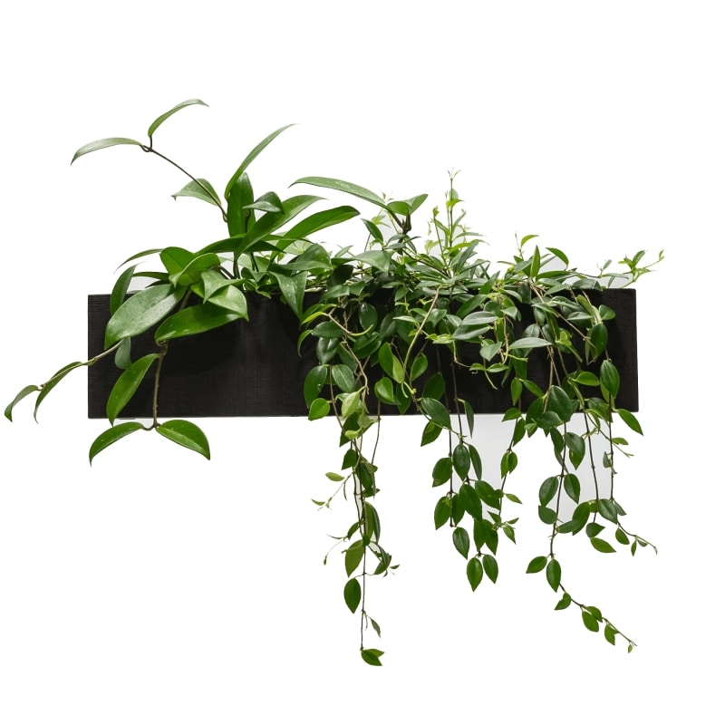 ウォールボックス | ピアンタ×スタンツァ(PIANTA×STANZA) | おしゃれな