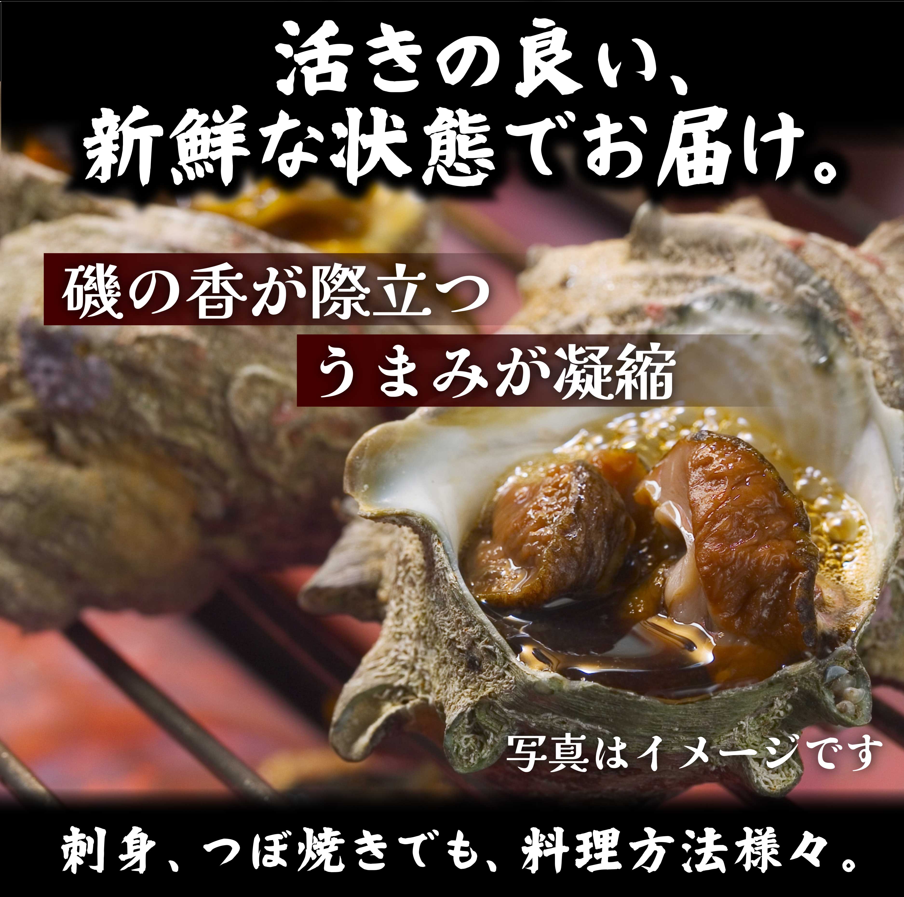 業務用/冷凍便】サザエ（さざえ）（大）100g～120g×10ヶ or （小）80