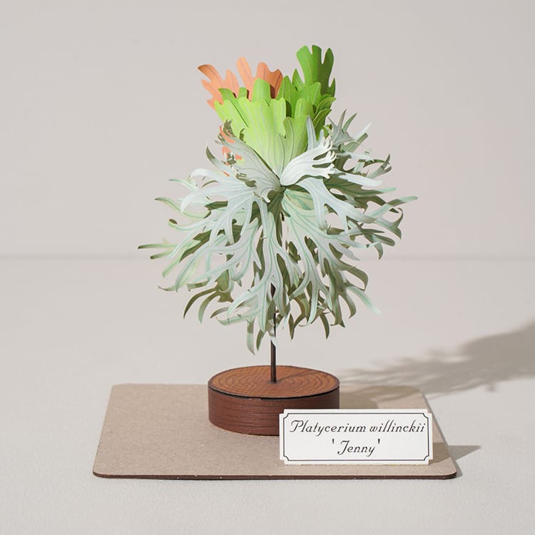 DIY Kit - Forever Green - Platycerium willinckii 'Je