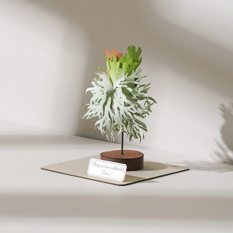 DIY Kit - Forever Green - Platycerium willinckii 'Je