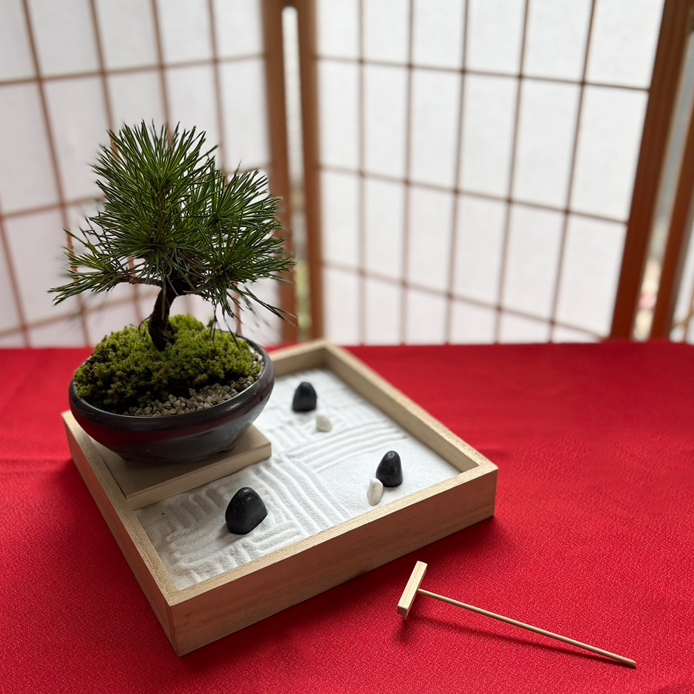 黒松盆栽のおすすめ人気商品一覧 通販 - Yahoo!ショッピング