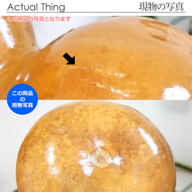 ハワイアン フラダンス 楽器 イプ ヘケ オレ 8インチタイプ (Mサイズ