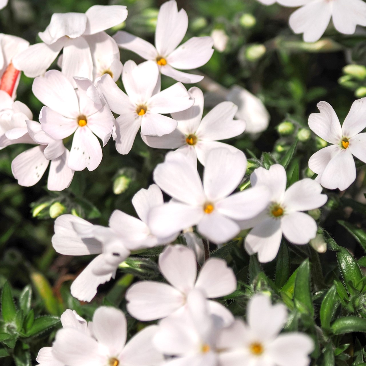 芝桜・リトルドット（白）20Potセット 苗 花 花苗 シバザクラ 白