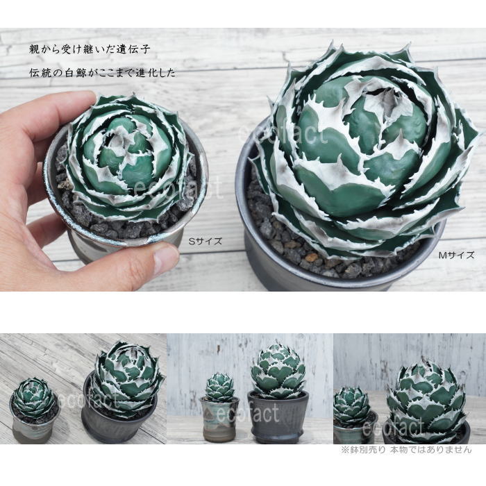 フェイクグリーン 3D フィギュア アガベ チタノタ 白鯨 Sサイズ 造花