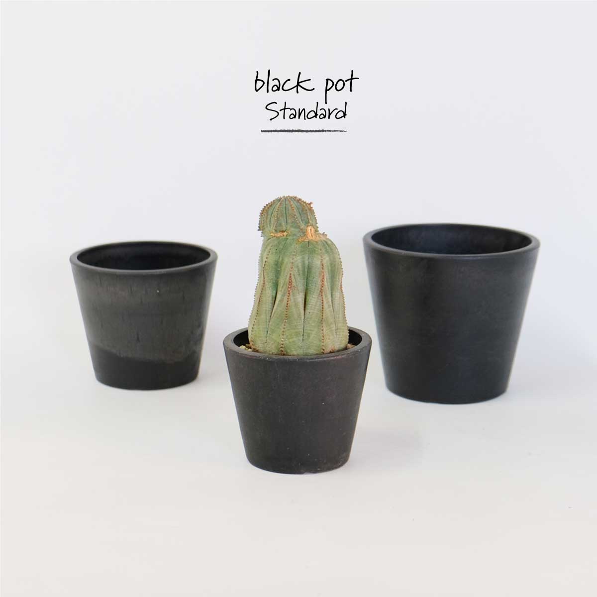 黒プラ鉢 ブラックポット 10 サボテン 頑丈 おしゃれ 塊根植物 多肉 黒