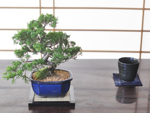 特選真柏の盆栽 ジンシャリが見事な特選真柏の盆栽 ギフト 盆栽 開店