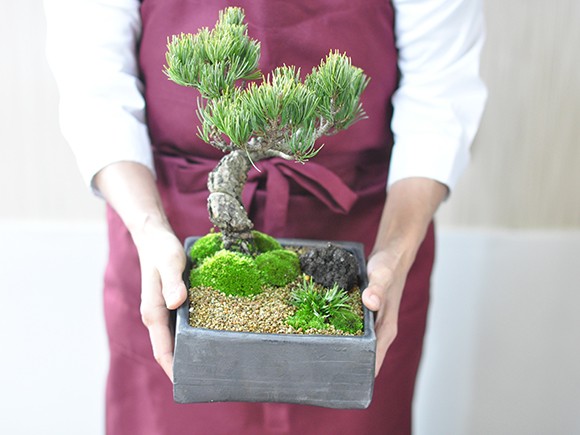 和の庭 五葉松 盆栽 ミニ盆栽 鉢植 : 盆栽妙 ヤフー店 - 通販 - Yahoo