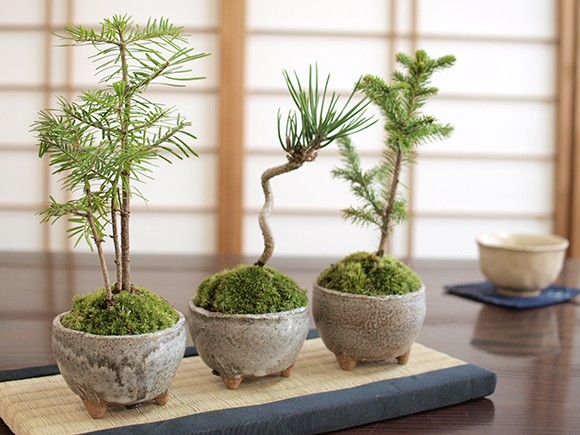 ミニ松 三点セット トドマツ 黒松 エゾ松 盆栽 ミニ盆栽 鉢植 : 盆栽妙