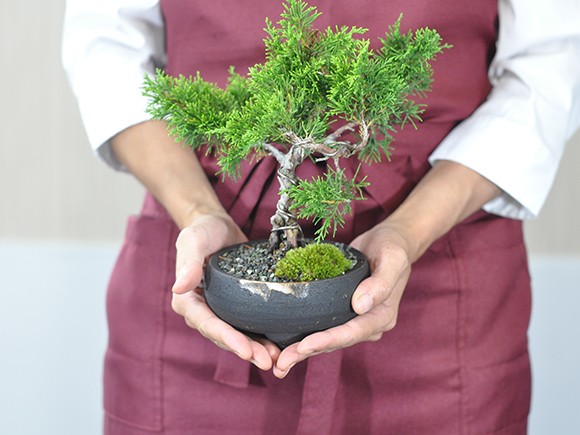 盆栽 ミニ真柏 ミニ盆栽 bonsai ぼんさい しんぱく 初心者 入門 ギフト