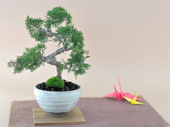 真柏【真柏 盆栽 ミニ盆栽 鉢植】 : 盆栽妙 ヤフー店 - 通販 - Yahoo