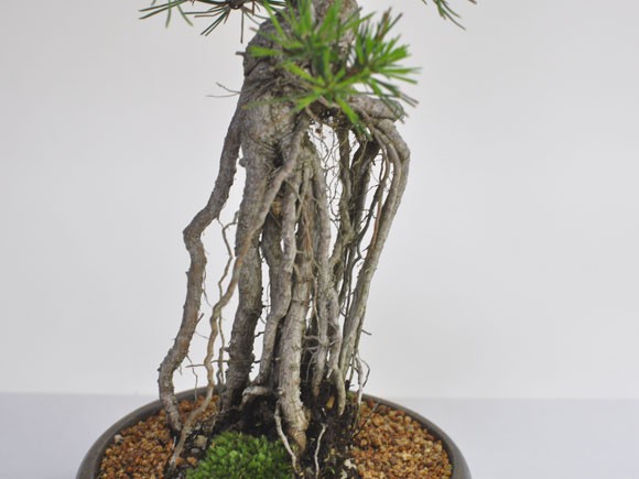根上りの黒松盆栽 樹齢ウン百年のような趣を感じさせる盆栽 : 盆栽妙