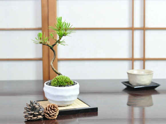 盆栽 黒松3年生 月白和鉢 受け皿付き ミニ盆栽 松 記念樹 鉢植え