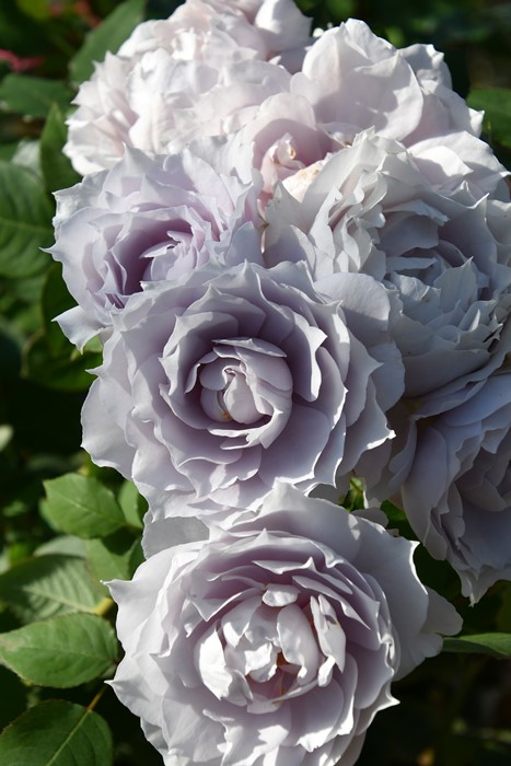 冬季大苗】バラ苗 ルクソール 6号鉢植え品《8-C17-01》【0116販売