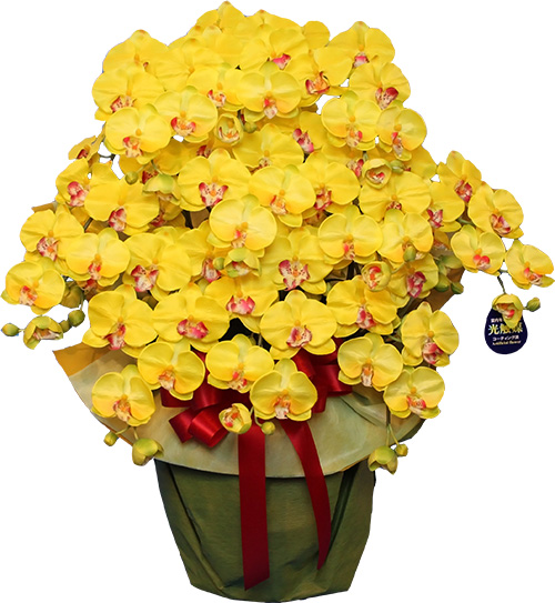 閉店セール☆80％OFF】光触媒 胡蝶蘭 10本立ち 超特大 大輪 造花