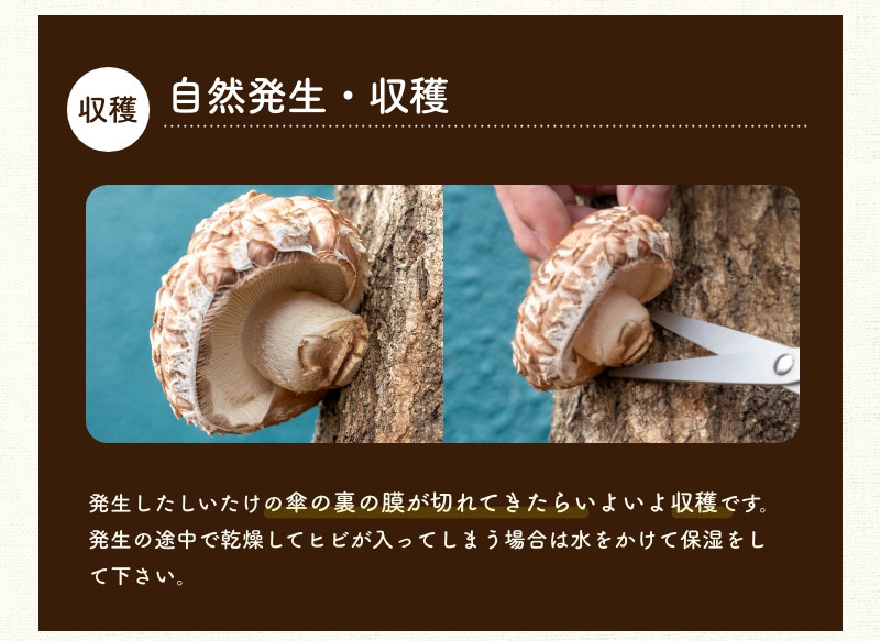 森のきのこ倶楽部 椎茸 種駒 椎茸菌 【正規販売店】シイタケ菌 にく丸