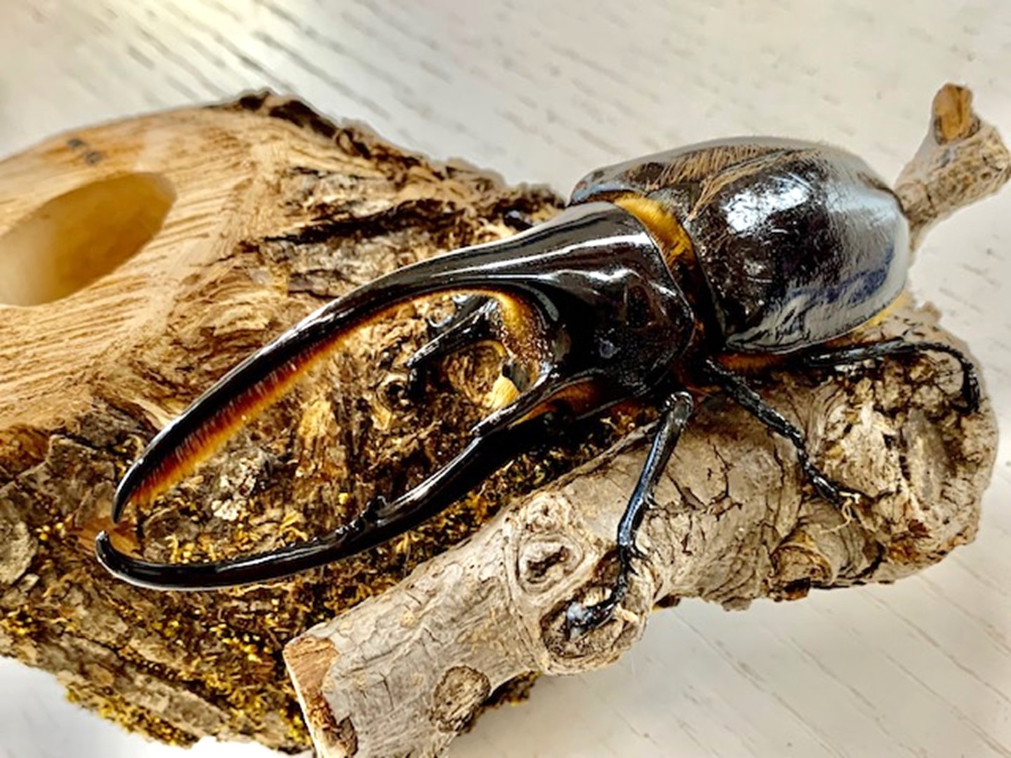 ネプチューンオオカブト 3令幼虫 ♂♀ ペア (1500クリアーボトル入り+