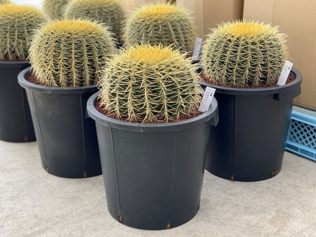 観葉植物 サボテンの王様 金シャチ（キンシャチ・金鯱）12号鉢植え