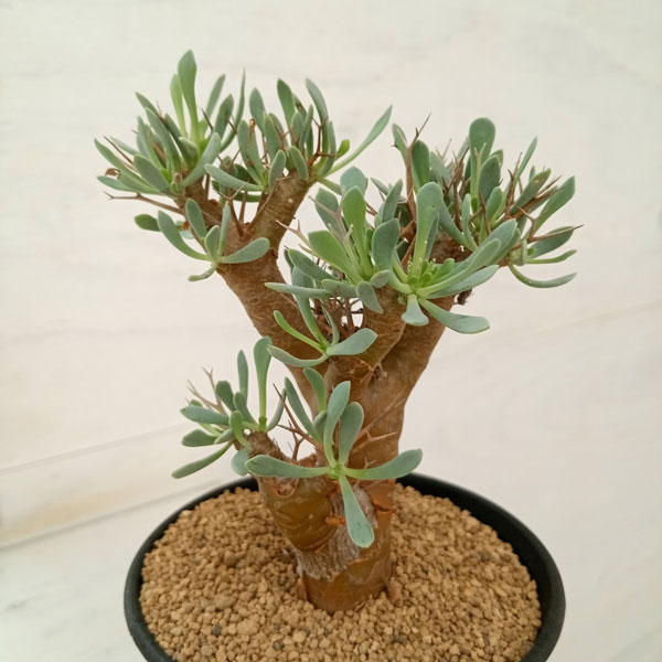 オトンナ ユーフォルビオイデス（花、ガーデニング）のおすすめ人気