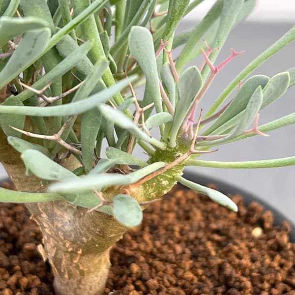 オトンナ ユーフォルビオイデス（花、ガーデニング）のおすすめ人気