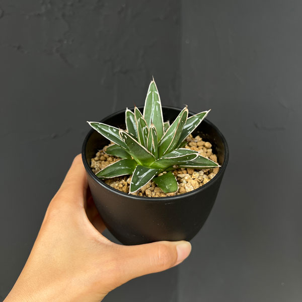 アガベ 笹の雪（花、ガーデニング）のおすすめ人気商品一覧 通販