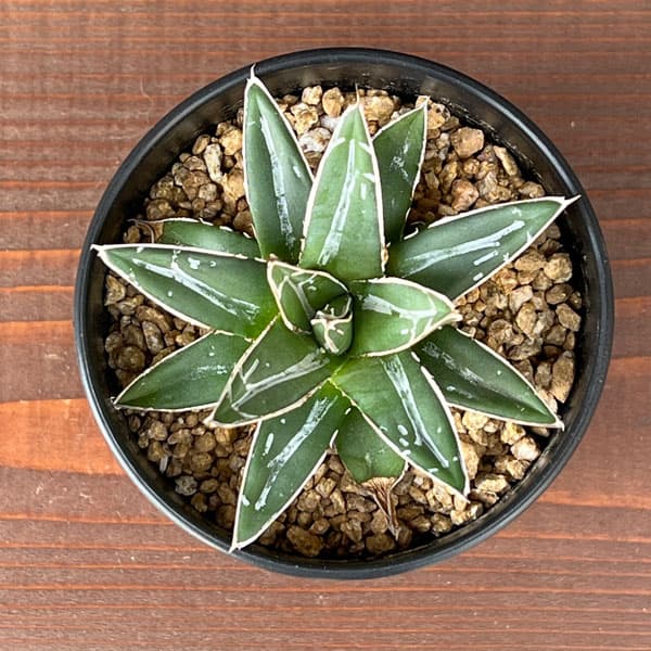 アガベ 笹の雪のおすすめ人気商品一覧 通販 - Yahoo!ショッピング