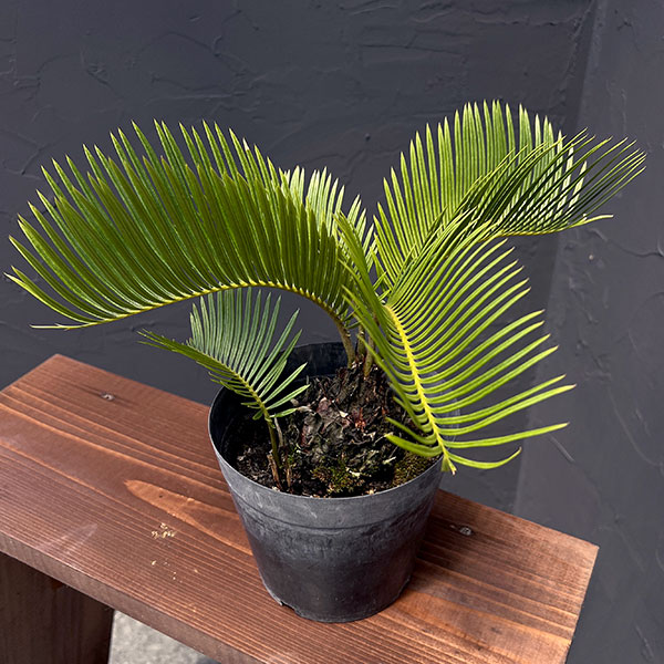 ソテツのおすすめ人気商品一覧 通販 - Yahoo!ショッピング