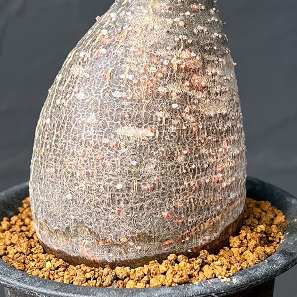 グラキリスのおすすめ人気商品一覧 通販 - Yahoo!ショッピング