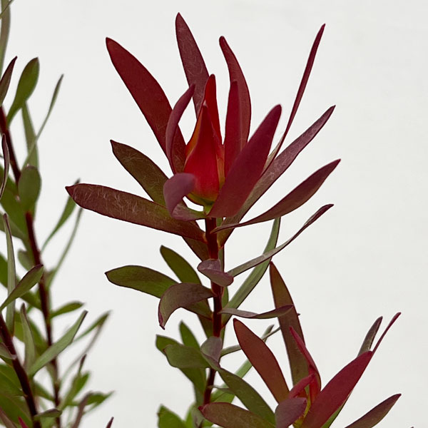 リューカデンドロンのおすすめ人気商品一覧 通販 - Yahoo!ショッピング