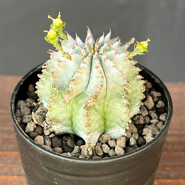 ユーフォルビア ホリダのおすすめ人気商品一覧 通販 - Yahoo!ショッピング