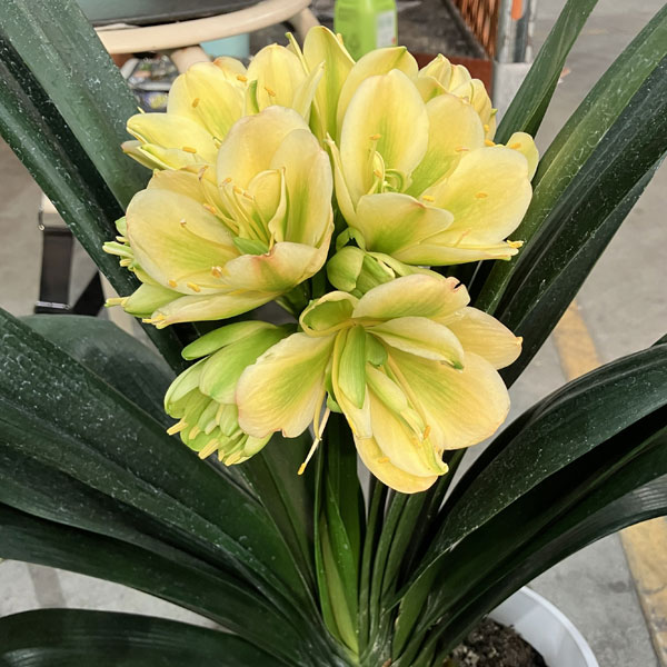 君子蘭 鉢のおすすめ人気商品一覧 通販 - Yahoo!ショッピング