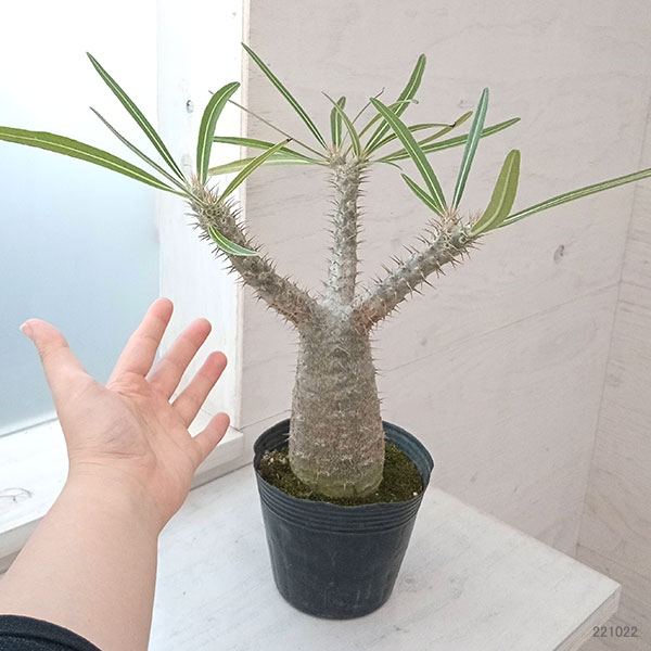 グラキリスのおすすめ人気商品一覧 通販 - Yahoo!ショッピング