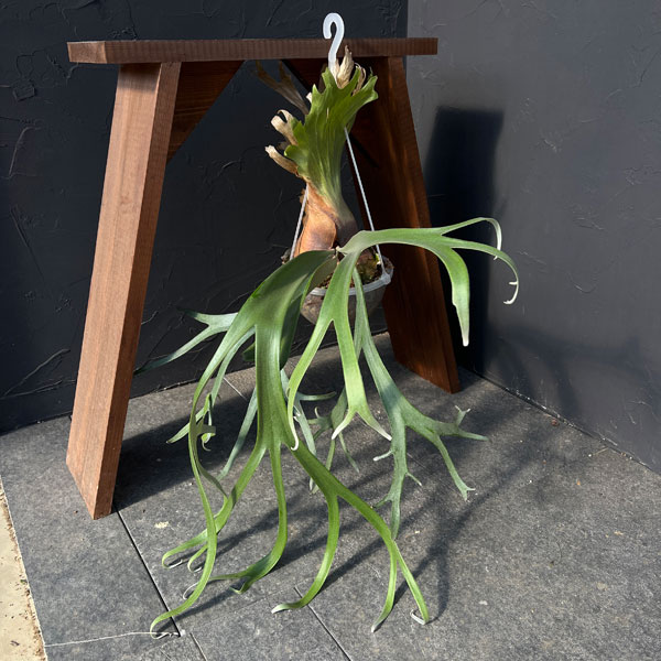 ビカクシダ ウィリンキー（観葉植物） | 花、ガーデニング のおすすめ