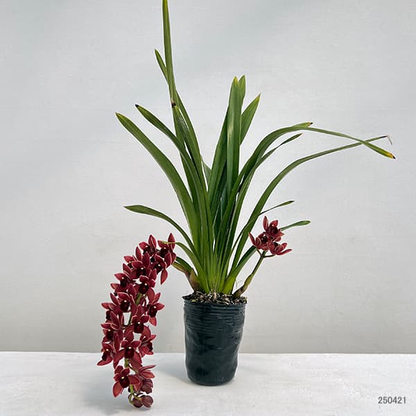 キンリョウヘン 花芽のおすすめ人気商品一覧 通販 - Yahoo!ショッピング