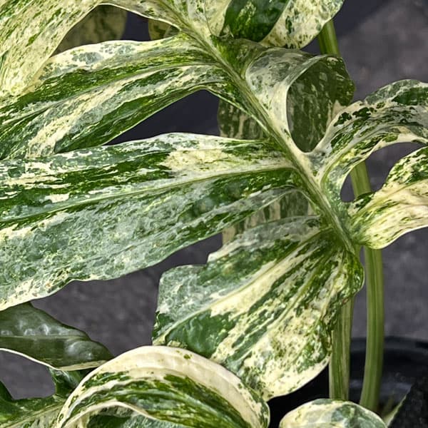 観葉植物 ラフィドフォラ スペーシス バリエガータ 7号鉢植え25-01