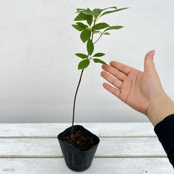 花木 庭木の苗 クロモジ（黒文字） 3.5号ポット : 園芸ネット - 通販