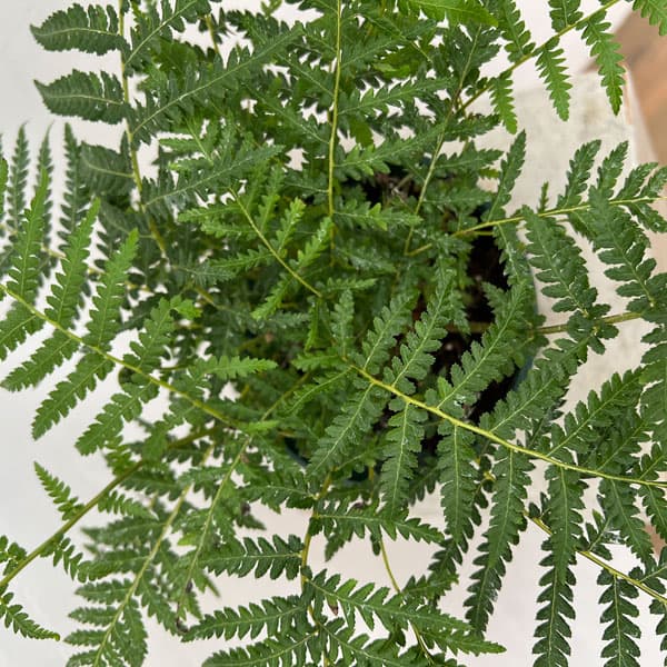 園芸ネット - シダ類｜Yahoo!ショッピング