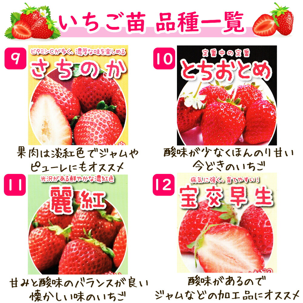 いちご イチゴ 苗 選べる 5ポット 9cmポット : 富士園芸Yahoo