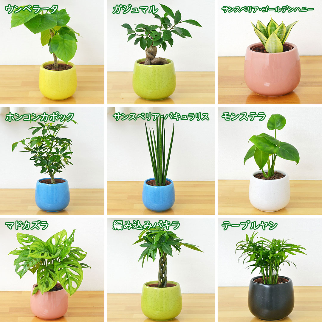 観葉植物ミニ ハイドロカルチャー陶器鉢付き 4鉢セット おしゃれ