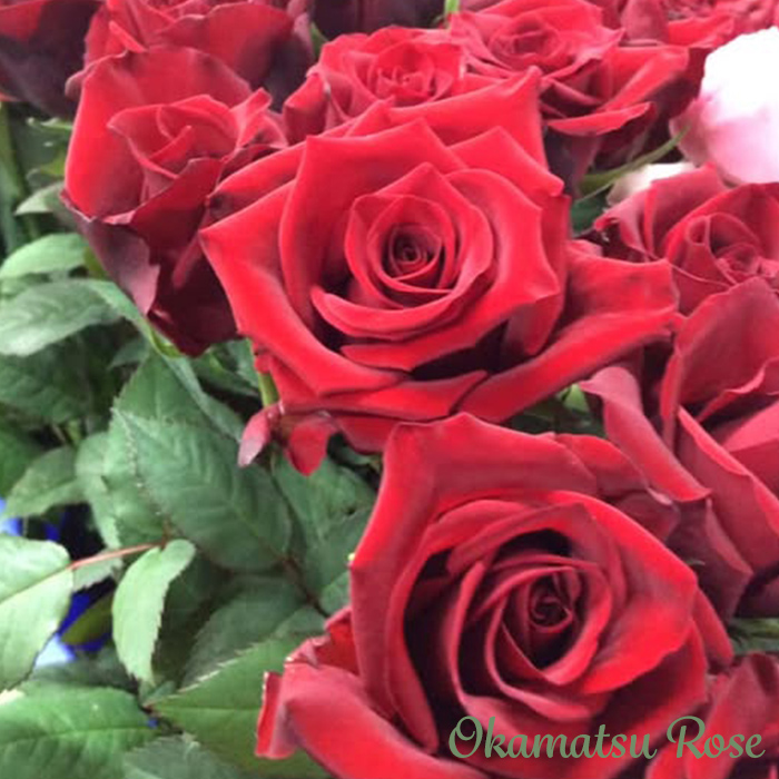 予約販売 バラ苗 バラ新苗 激愛 契約品種 薔薇 ばら 国産苗 岡松ローズ