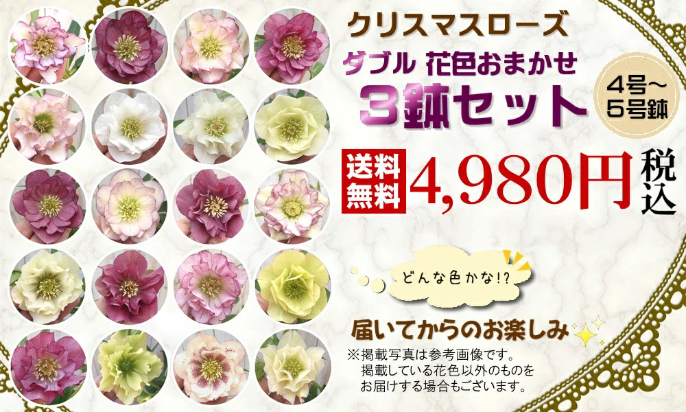 日本花キ流通 八重咲きクリスマスローズ ダブル 開花株 3鉢セット 4号