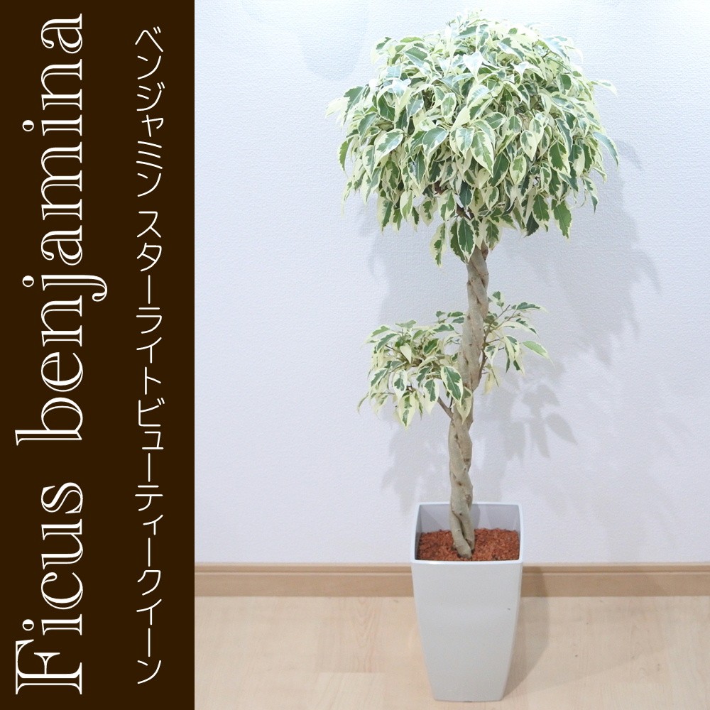 日本花キ流通 観葉植物 フィカス ベンジャミン sp スターライト