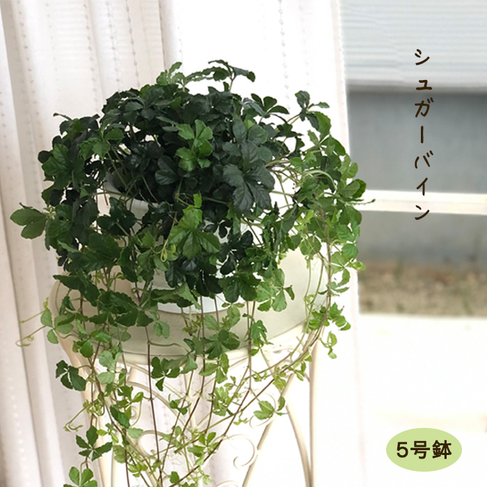 日本花キ流通 予約販売 観葉植物 パーセノシッサス シュガーバイン 5号