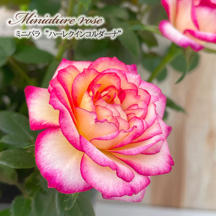 日本花キ流通 予約販売 ミニバラ ハーレクイーンコルダーナ 3号ポット