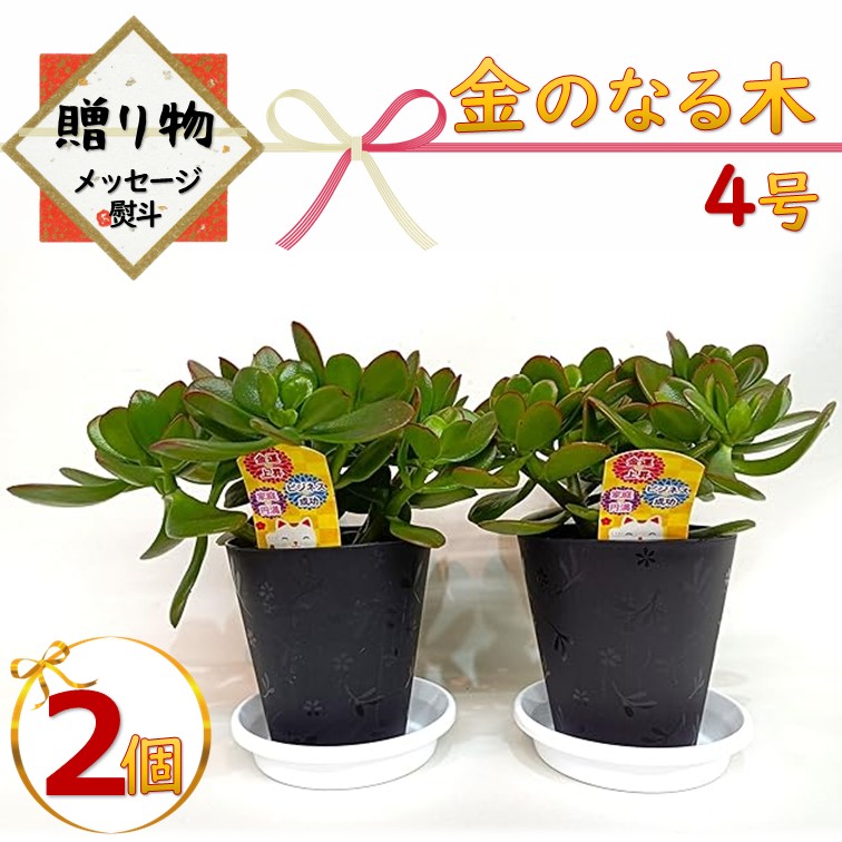 金のなる木 4号 鉢皿つき 2個 花月 jade plant 家内安全 商売上々
