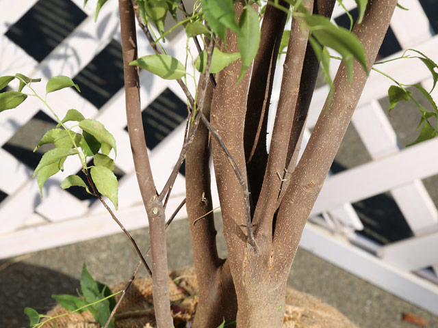 ハイノキのおすすめ人気商品一覧 通販 - Yahoo!ショッピング