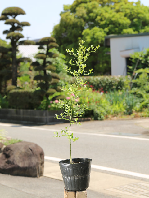 カラタチ 台木（花、ガーデニング）のおすすめ人気商品一覧 通販