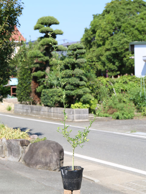 カラタチ 台木（花、ガーデニング）のおすすめ人気商品一覧 通販