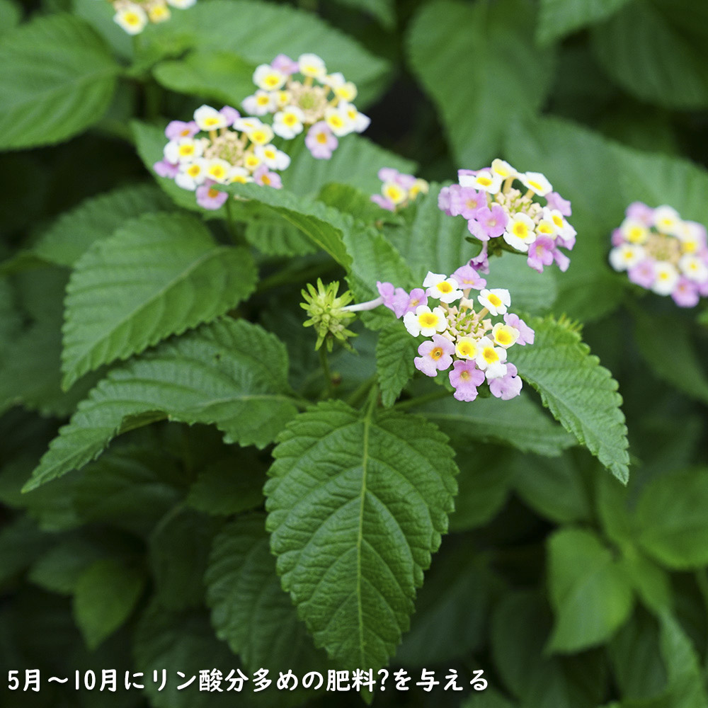 ランタナ 苗（苗） | 花、ガーデニング のおすすめ人気商品一覧 通販