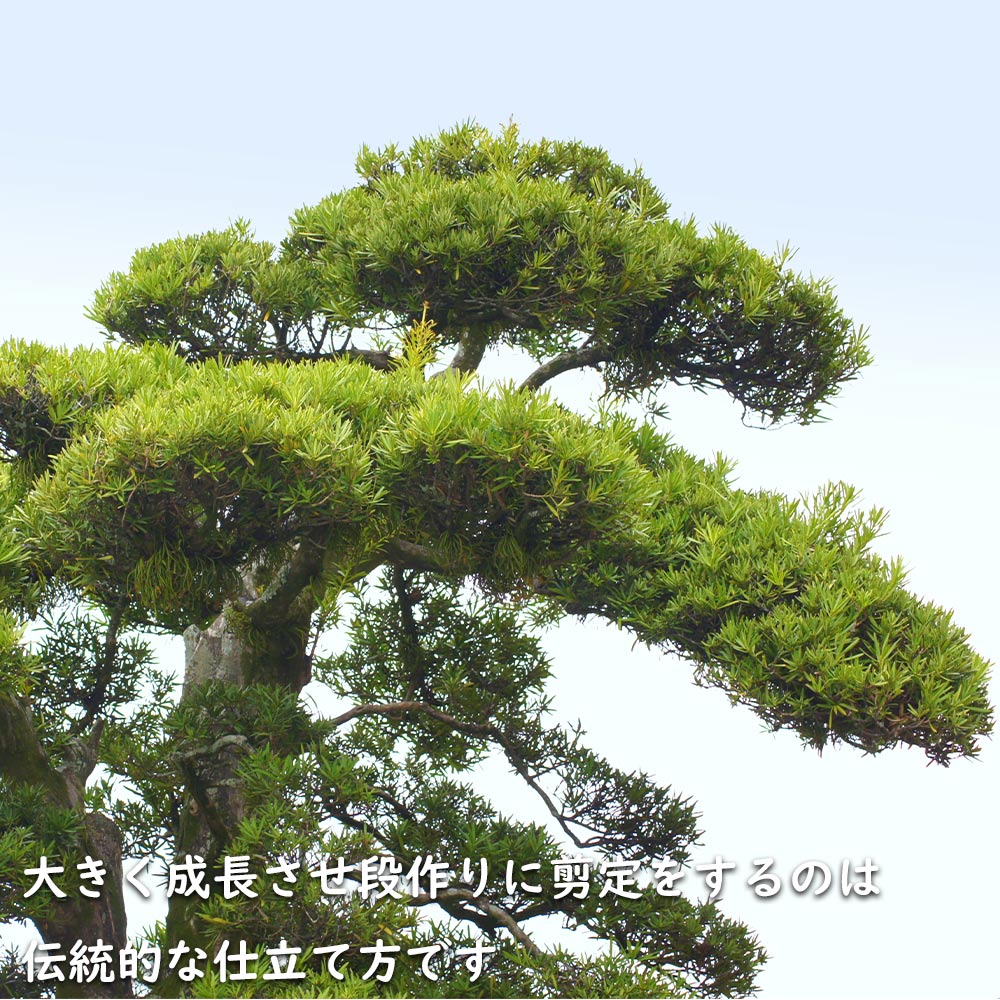 ラカンマキのおすすめ人気商品一覧 通販 - Yahoo!ショッピング