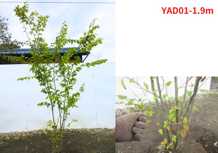 現品発送 アカシデ(アカメソロ)株立 樹高2.2-2.3m(根鉢含まず